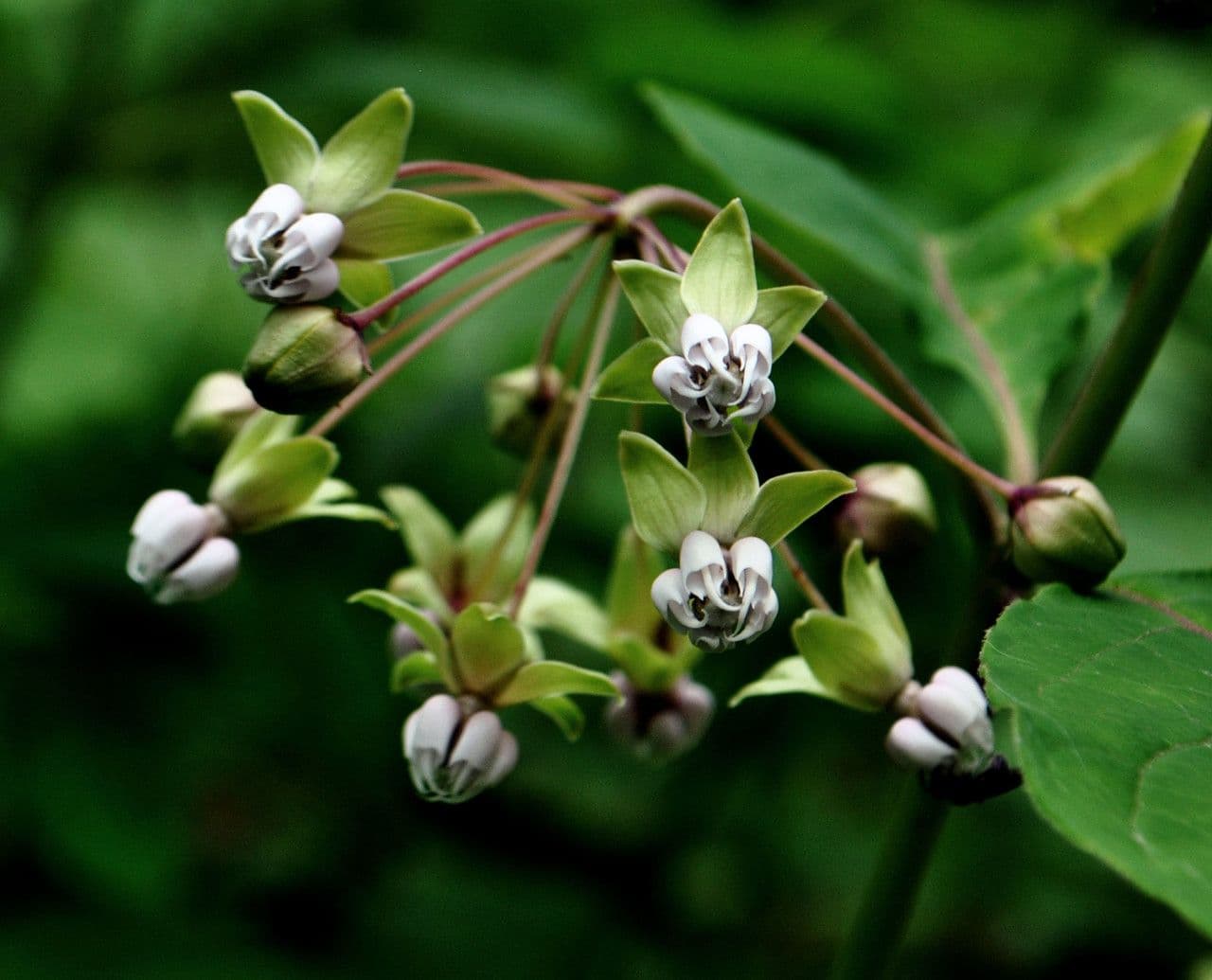 Algodonera 7