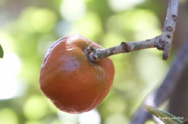 Fontainea 3