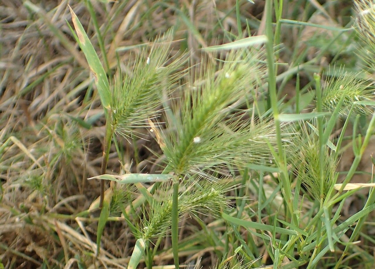 Orzo marittimo 14