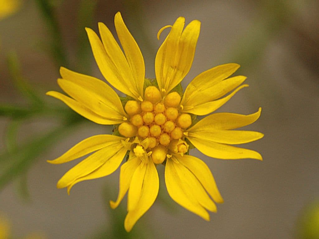 Amphiachyris dracunculoides 6
