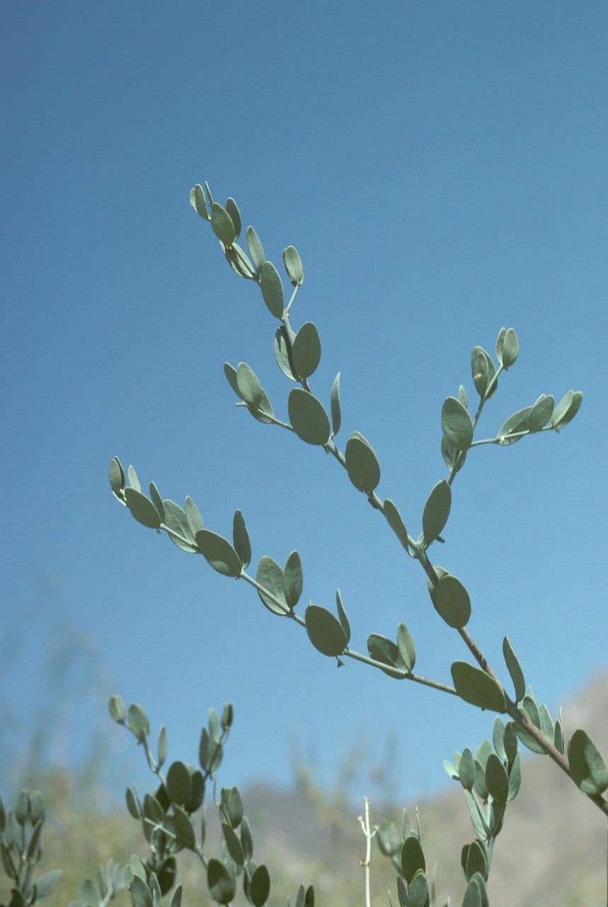 Jojoba 20