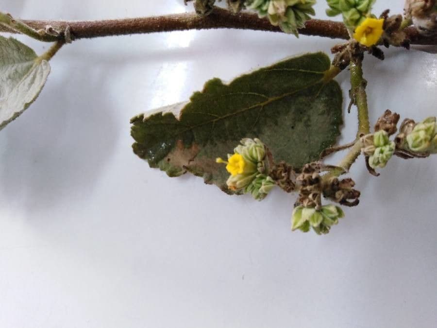 Eiförmigblättrige Waltheria 3