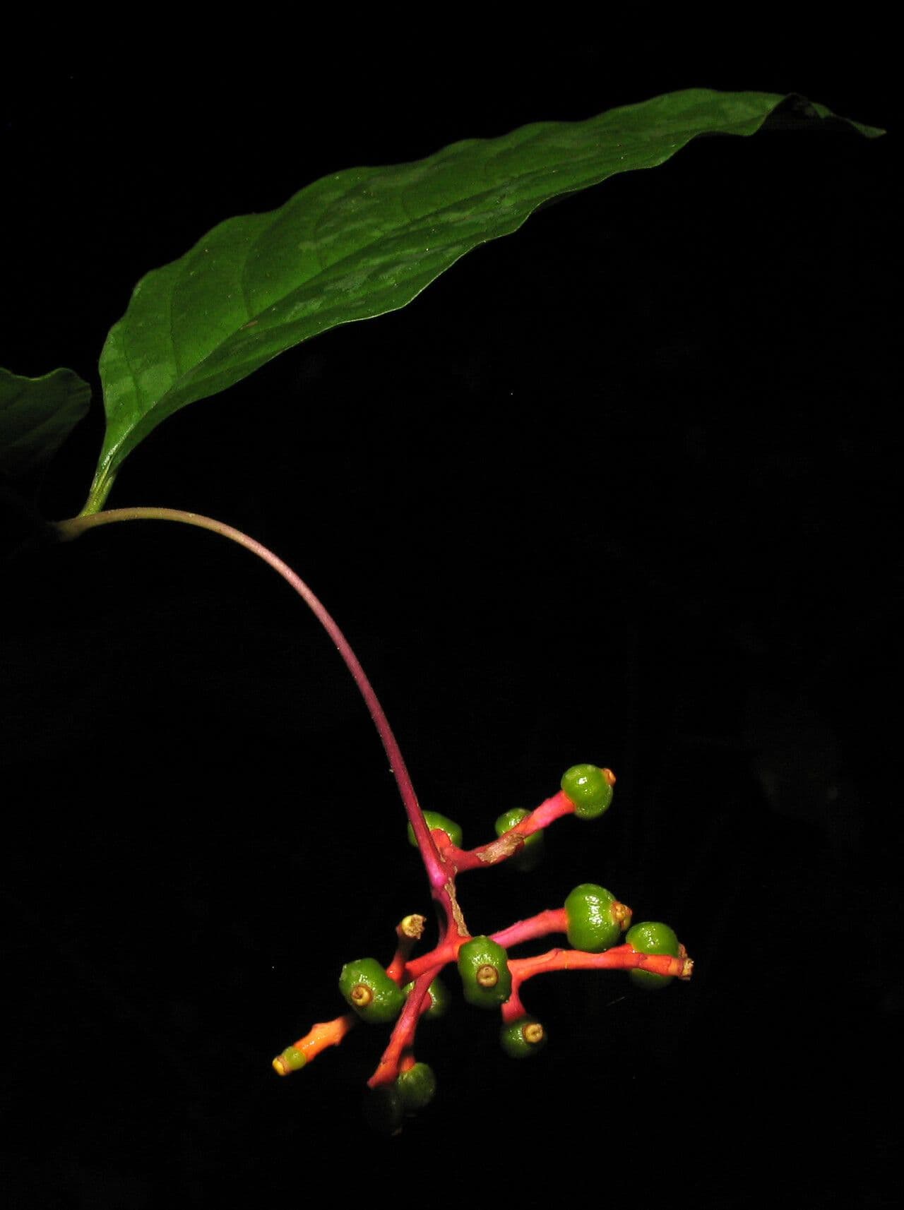 Palicourea croceoides