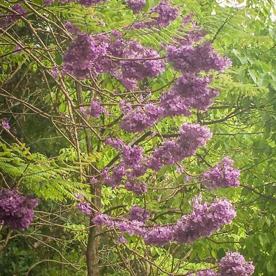 Jacaranda caucana 4
