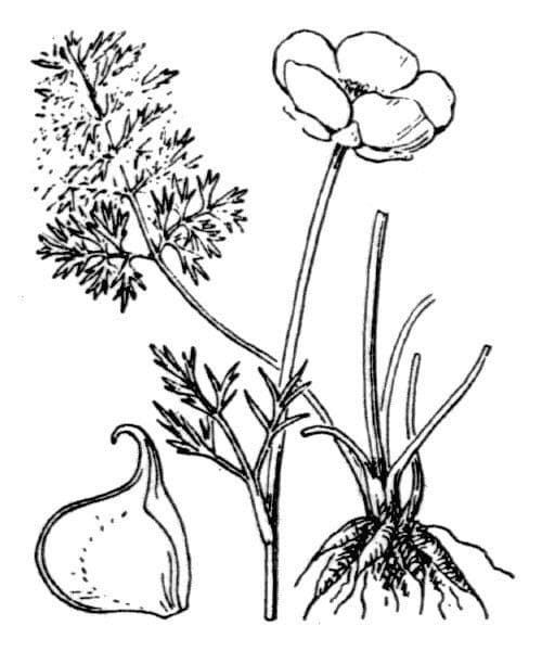 Ranuncolo millefoglie 21
