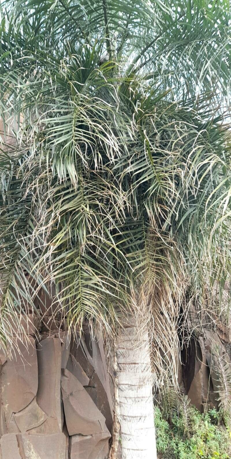 Palma da cocco gialla 6
