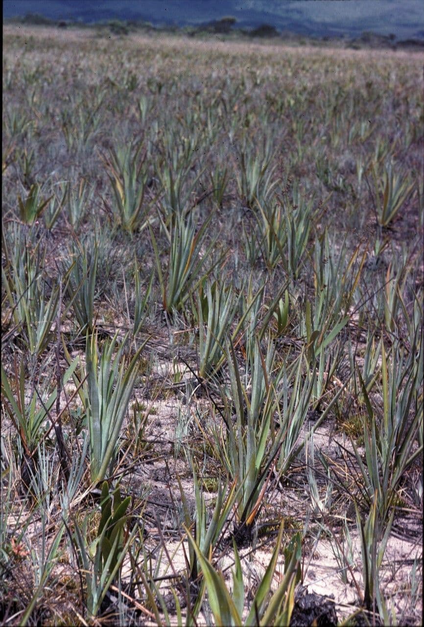 Brocchinia