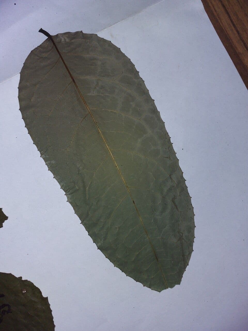 Vatairea 3