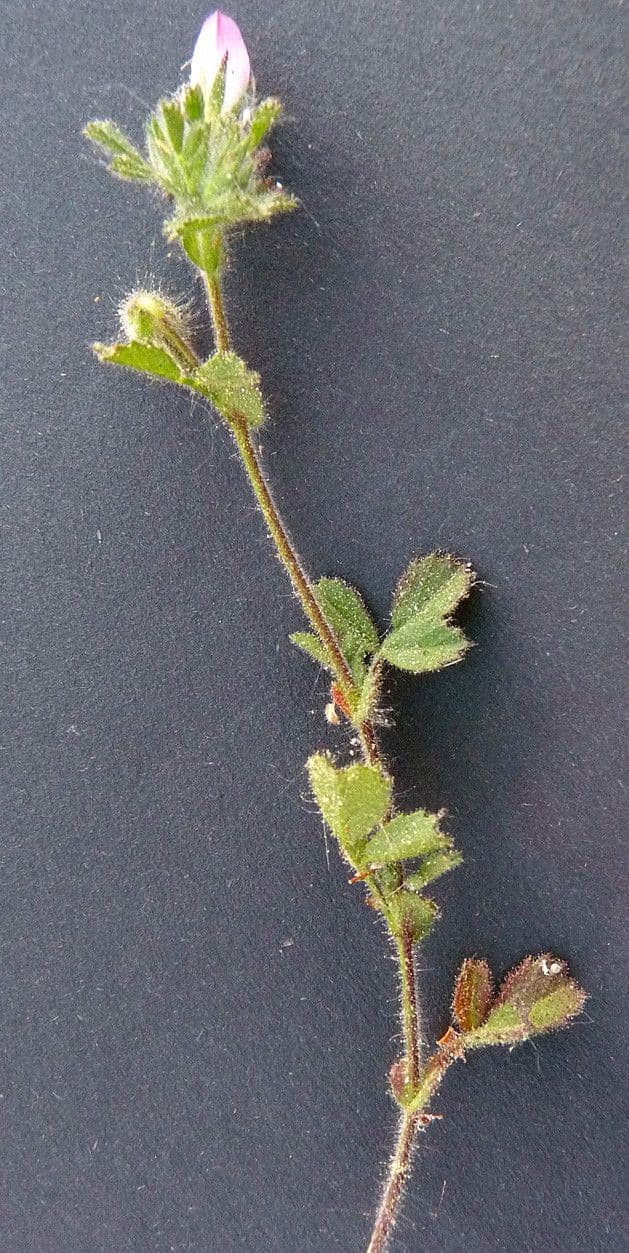 Bugrane penchée 28