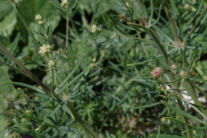 Rubia glauca 12