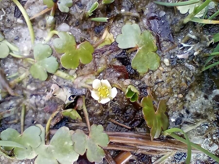 Ranunculus omiophyllus 7