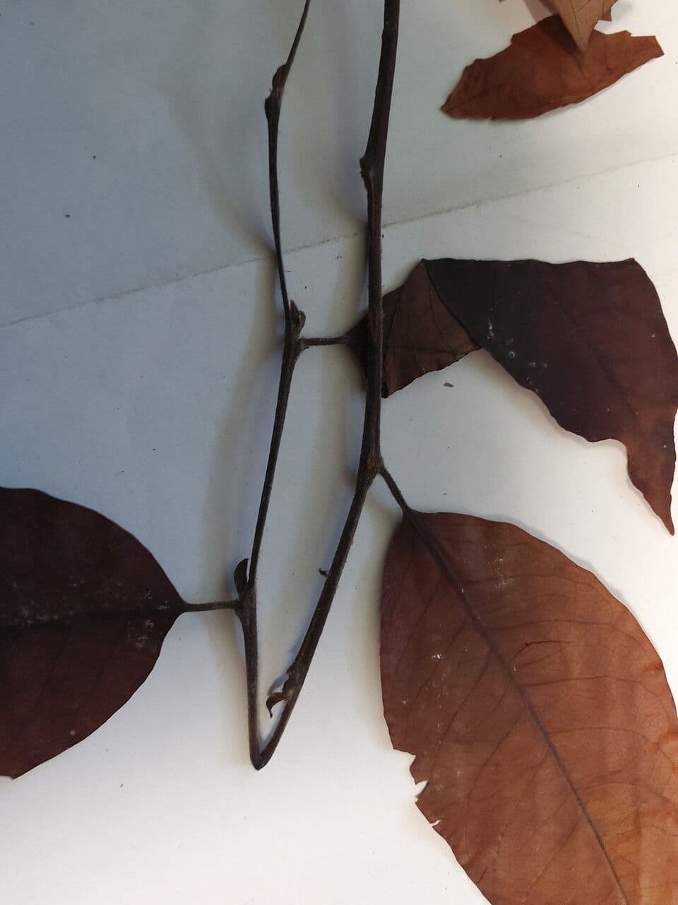 Hirtella 2