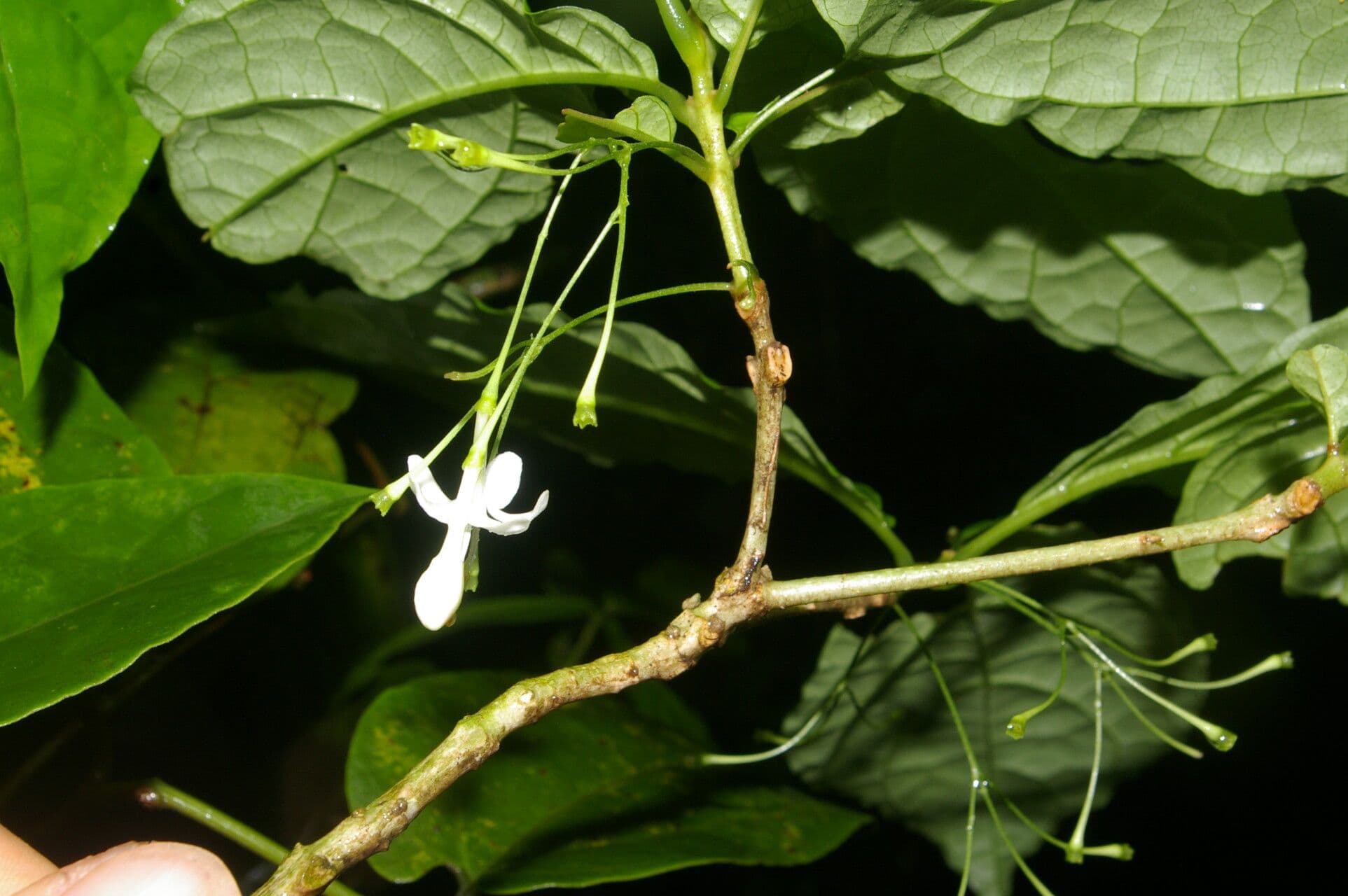 Aegiphila 6