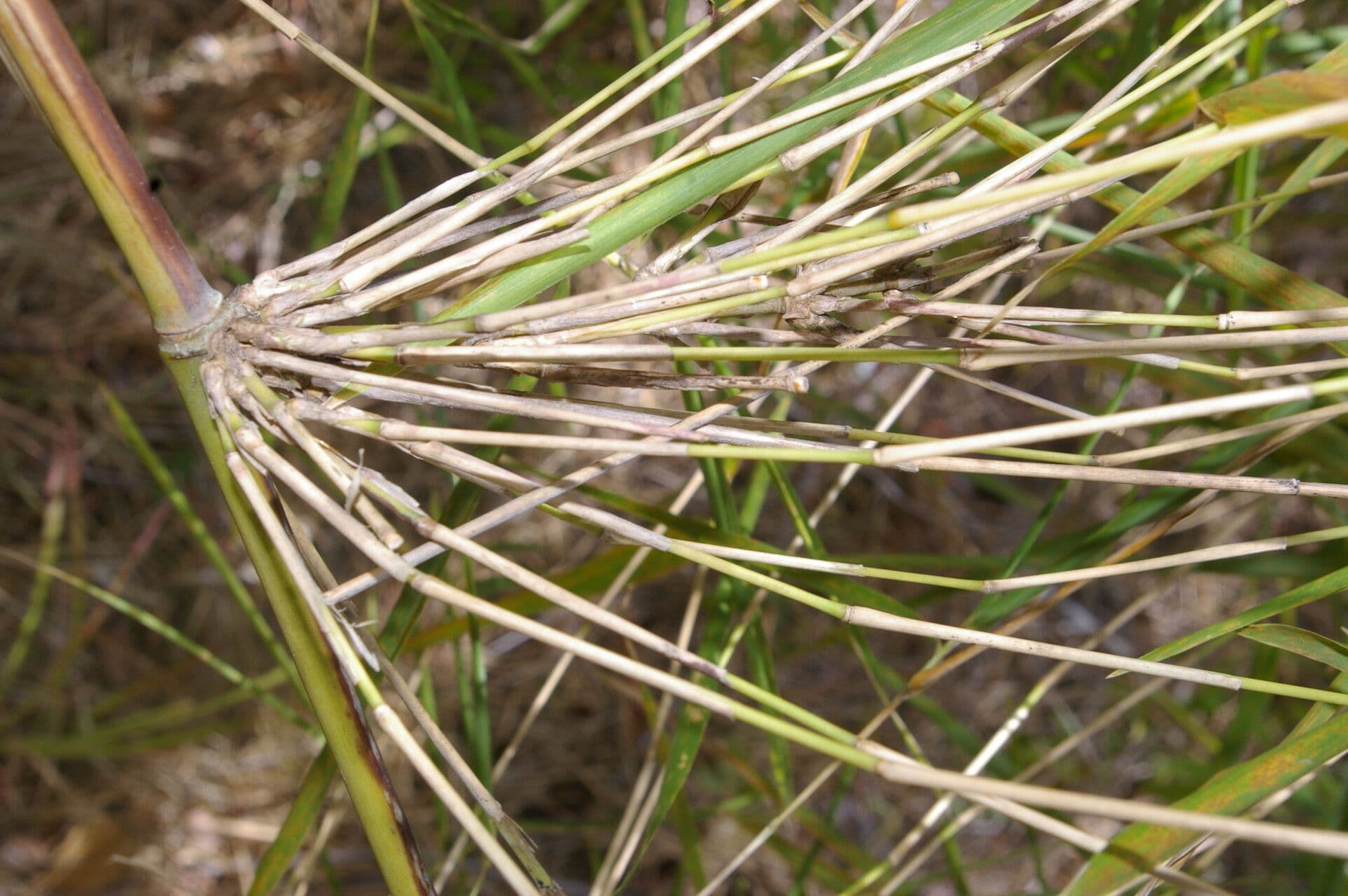 Guadua 5