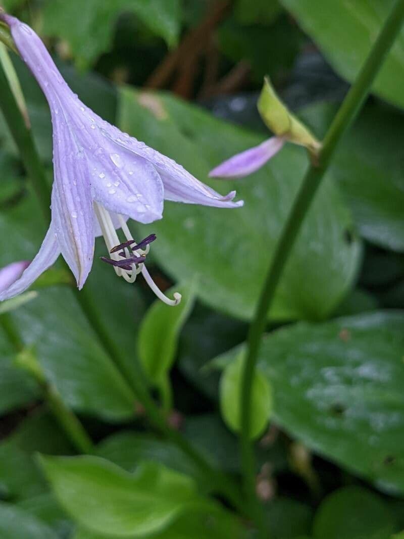 Hosta ventricosa