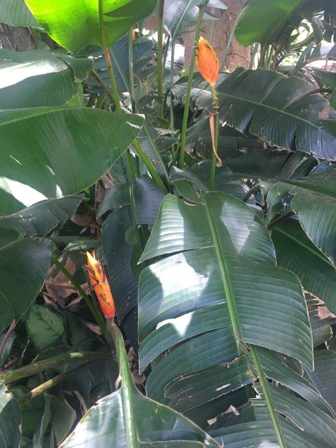 Heliconia episcopal 5