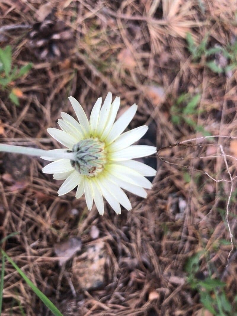 Leucanthemopsis 5