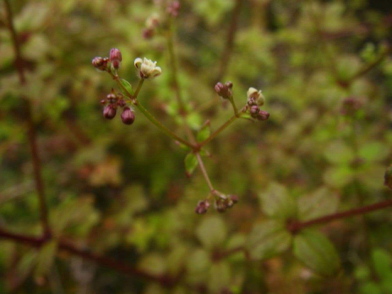 Galium 8