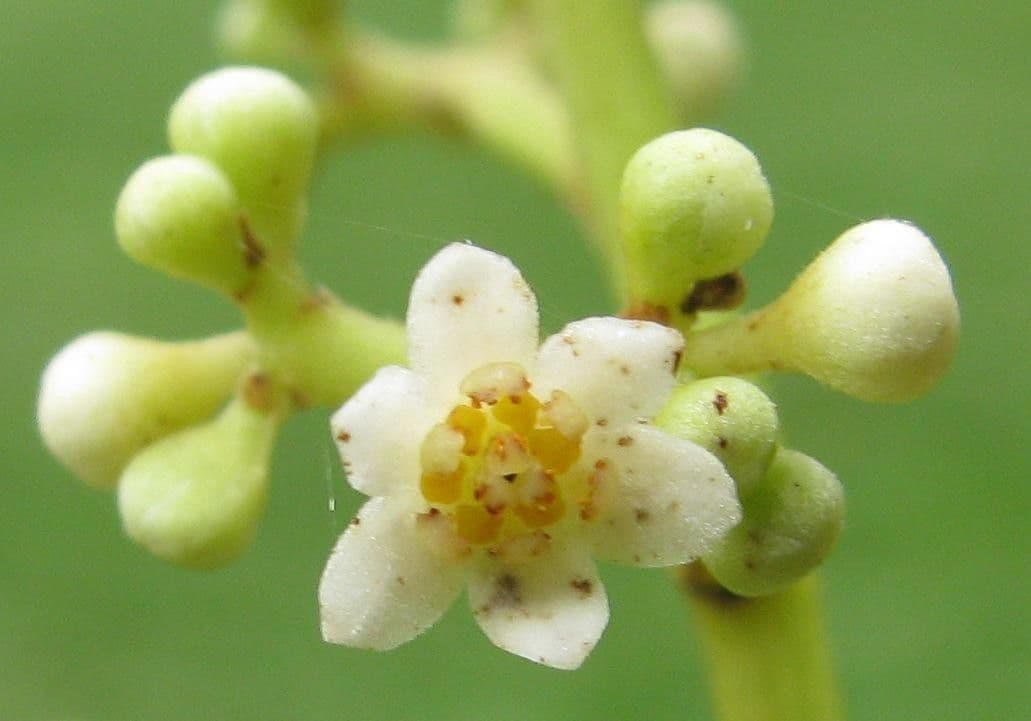Ocotea 6