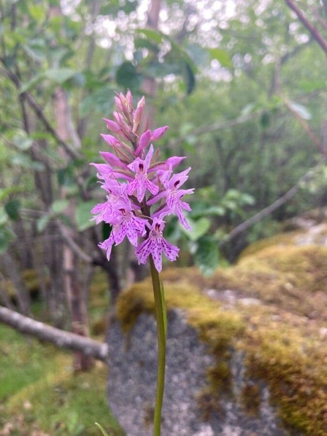 Orchide a labbro a cuneo 4
