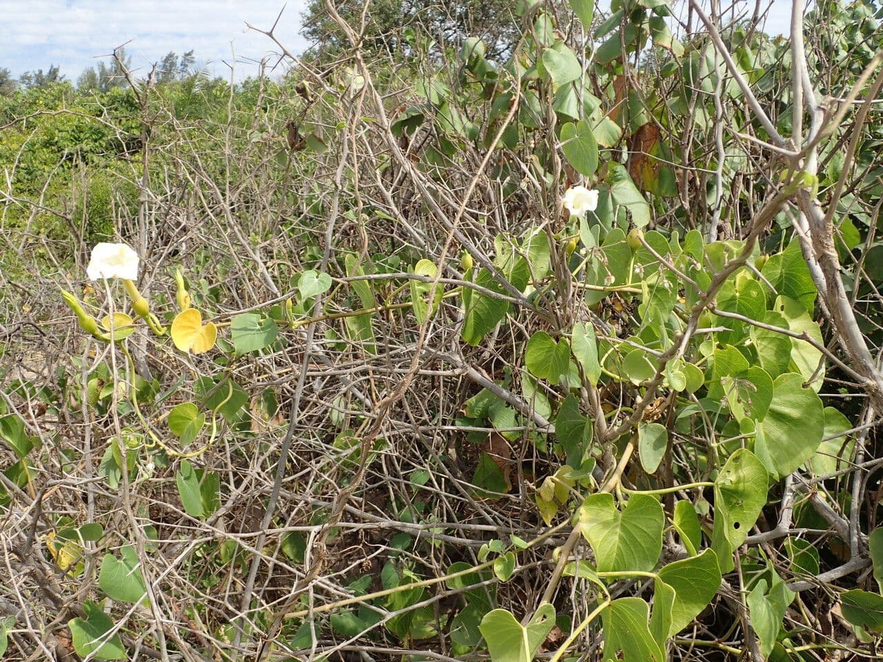 Ipomoea violacea 7
