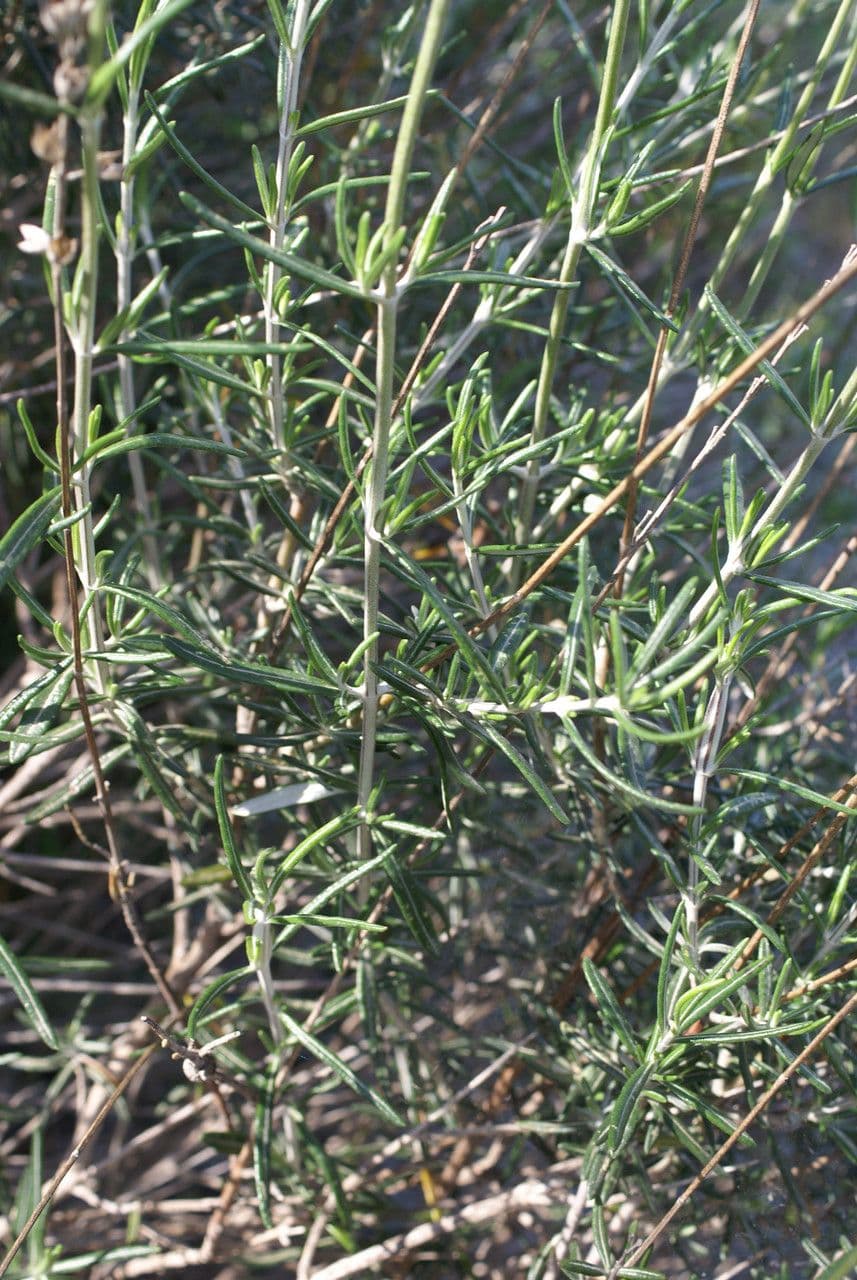 Teucrium 9