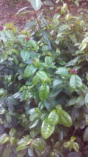 Strophanthus 11