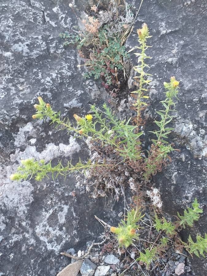 Klebrige chilienblume 5