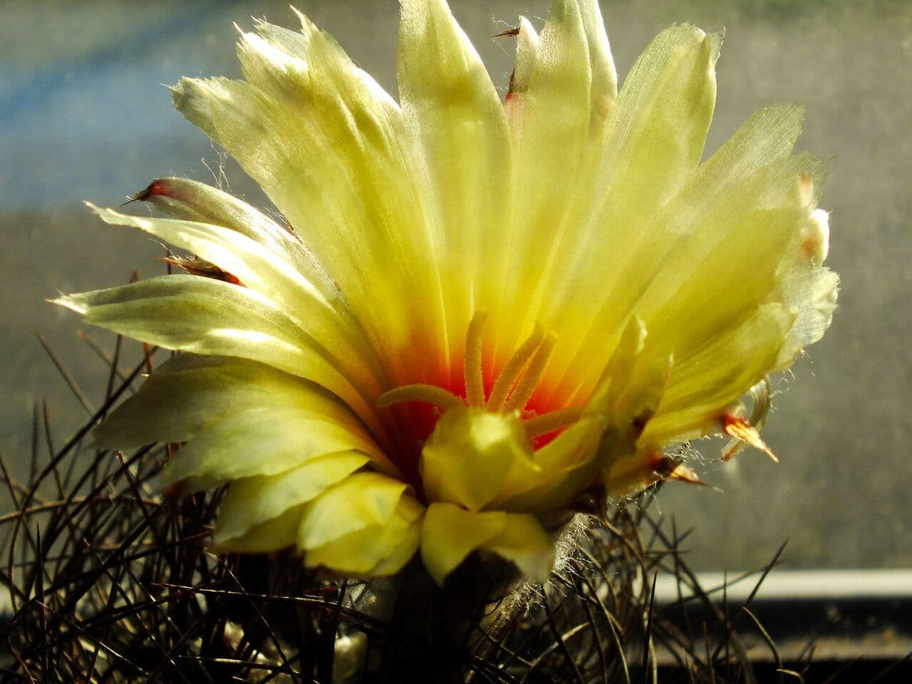 Cactus testa di capra 3