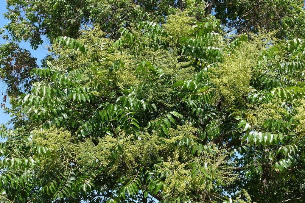 Polyscias 7