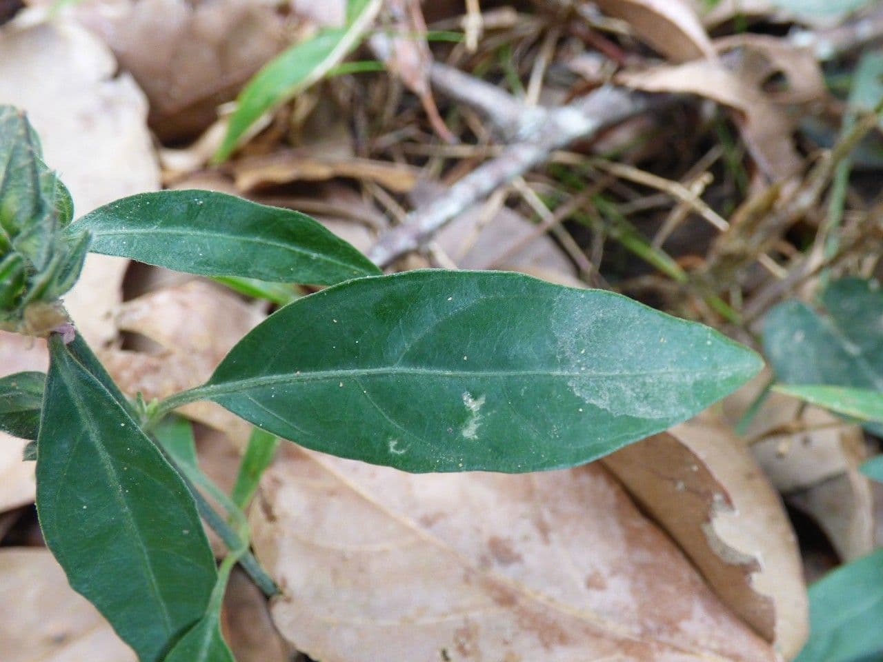 Dicliptera 6