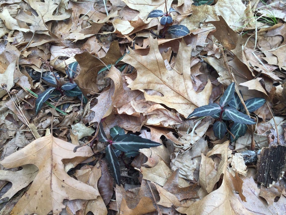 Chimaphila macchiata 22