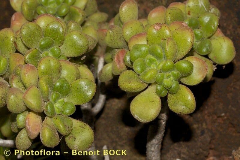 Aeonium lindleyi 17
