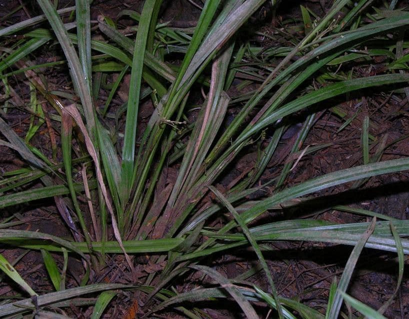 Calyptrocarya glomerulata 5