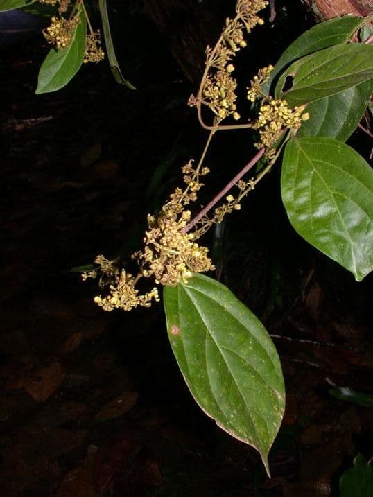 Jubelina 5