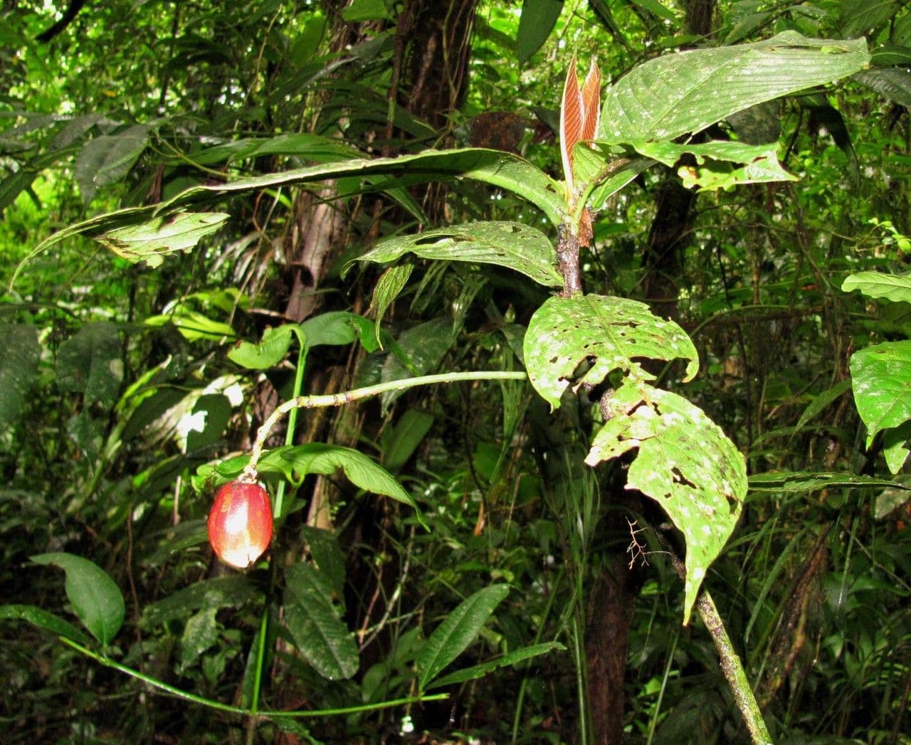 Chrysochlamys