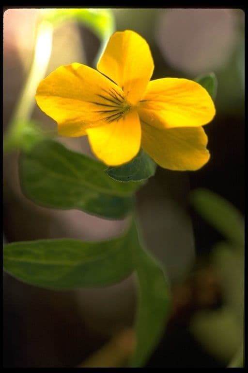 Viola 4