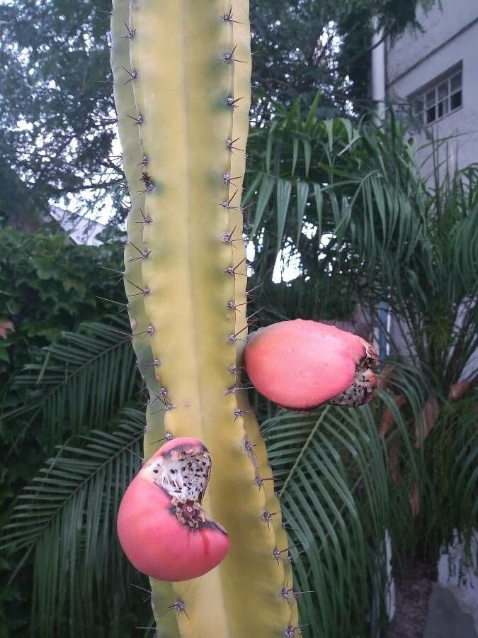Cactus 2