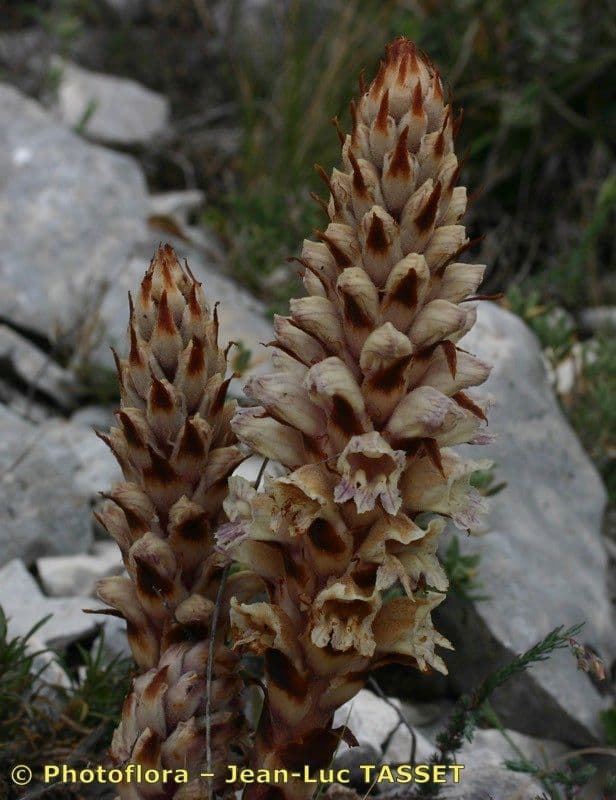 Orobanche a squame larghe 9