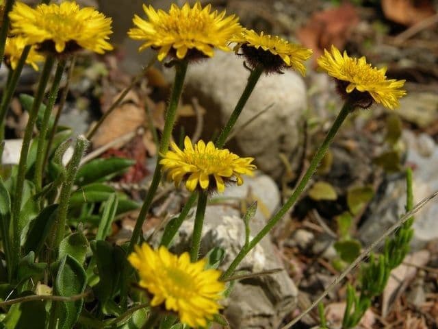 Erigeron dorato 3