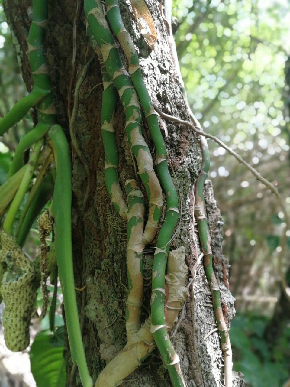 Monstera adansonii 21