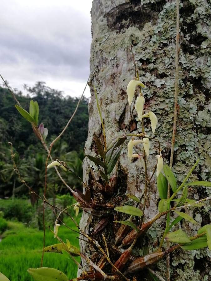 Orchidea colombina 10