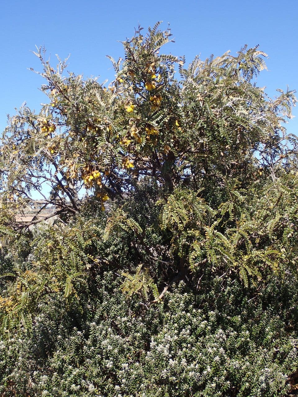 Sophora denudata 12