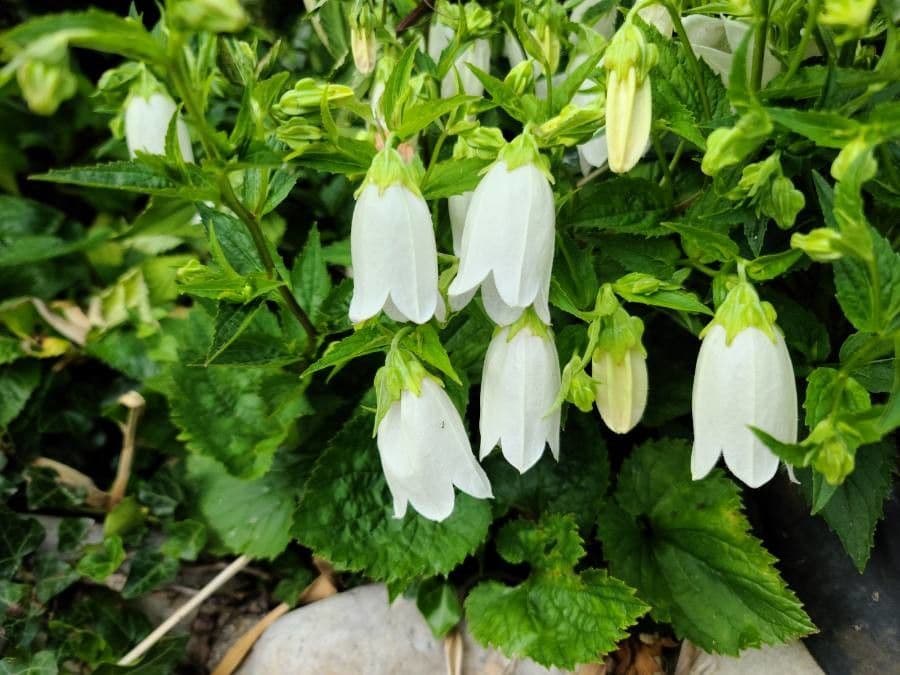 Campanula puntata 18