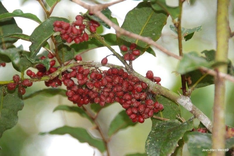 Amborella 4