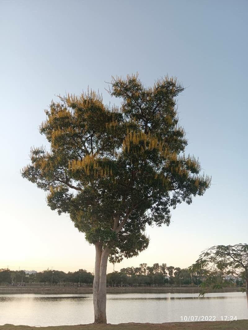 Vochysia 4