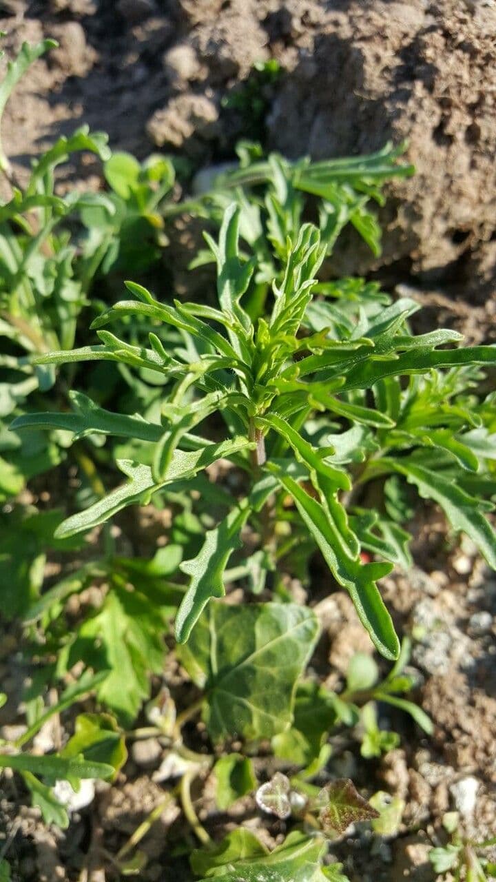 Iberka okolíkatá 20