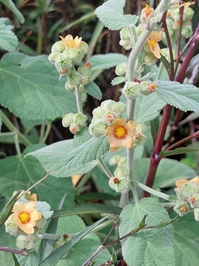 Sida cordifolia 7