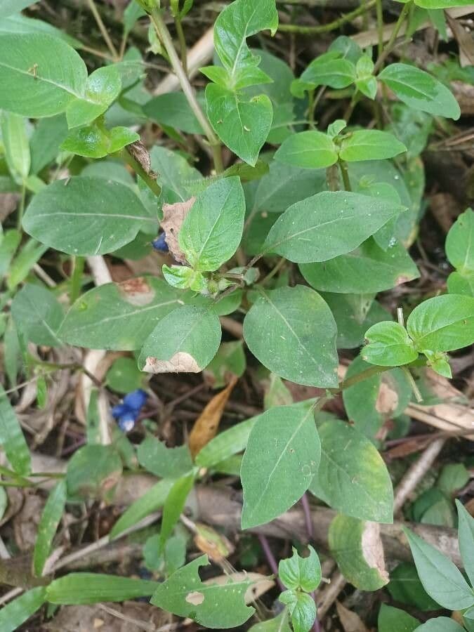 Coccocypselum irsuto 16