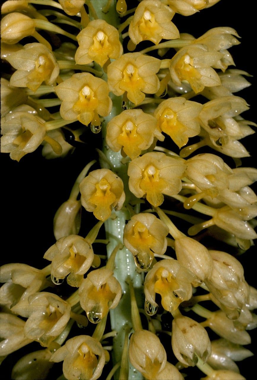 Calanthe 2